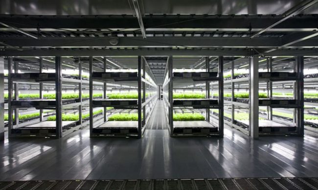 galpones para producción industrial de hortalizas